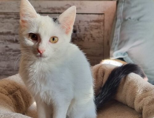 Minnie