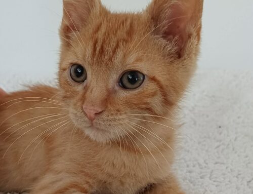 Ginger